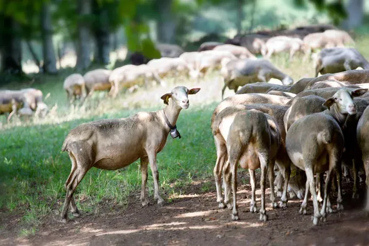 Moutons paturages