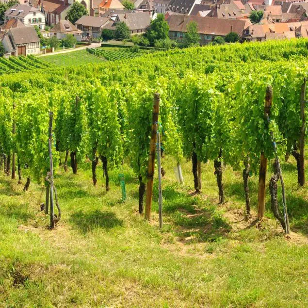 Vignes