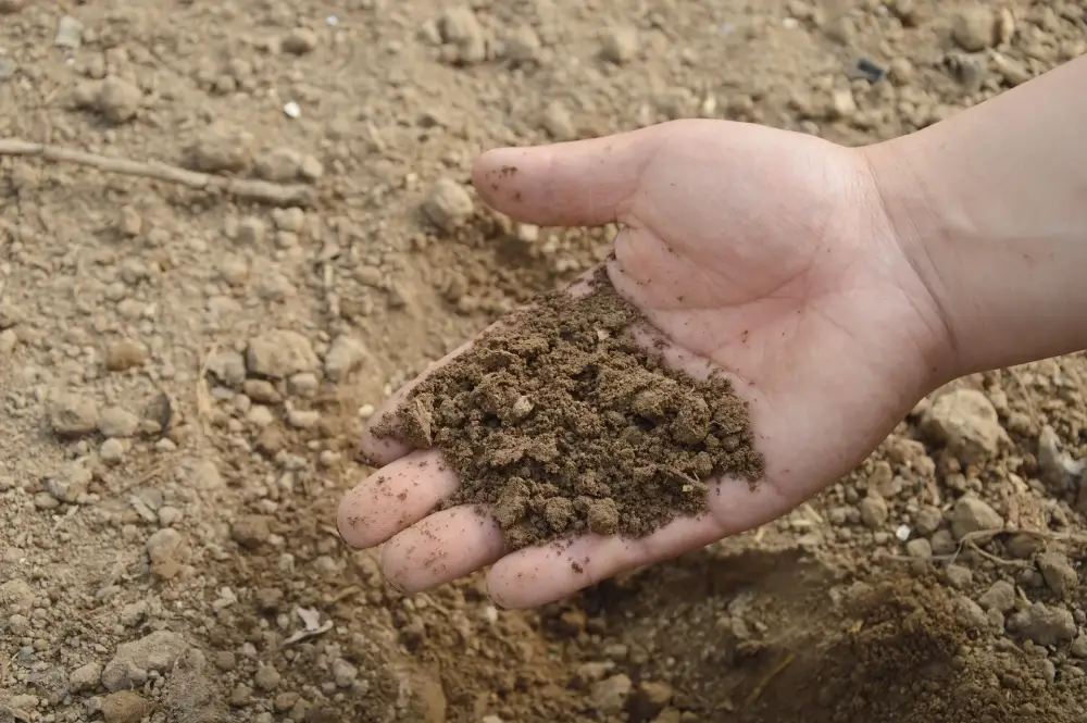 Analyse des sols à Albine 